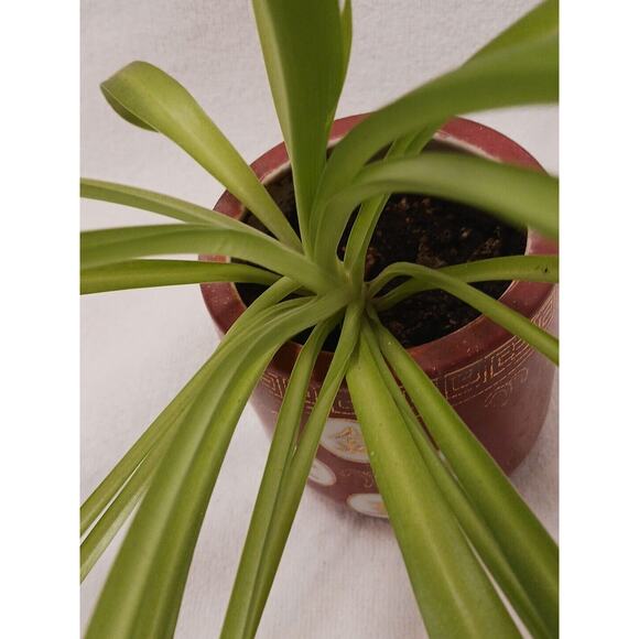 VNT Chinese Republic Ceramic Red Orange GOLD Flower Pot CHINA with SPIDER PLANT! - Picture 6 of 11